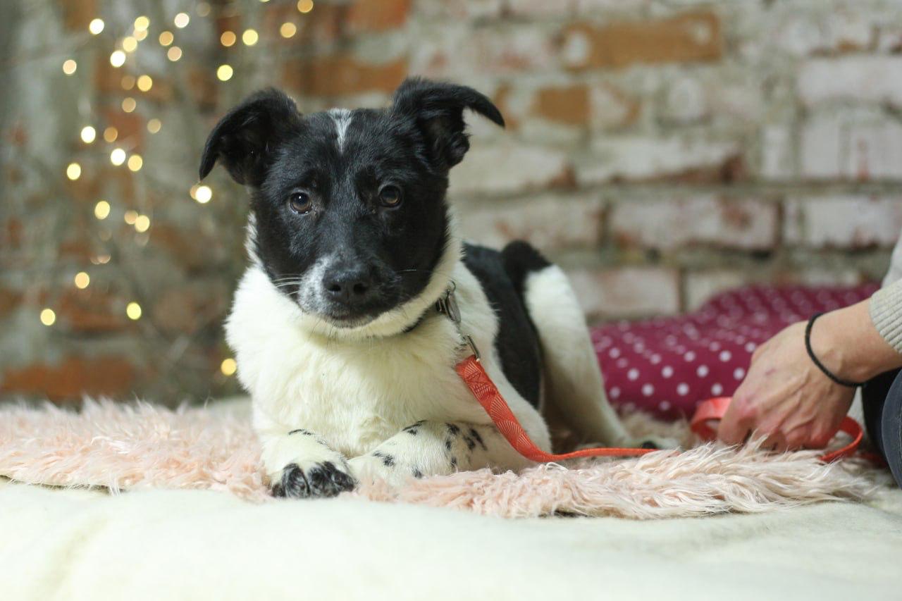 Chiens à adopter